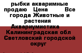 рыбки акваримные продаю › Цена ­ 30 - Все города Животные и растения » Аквариумистика   . Калининградская обл.,Светловский городской округ 